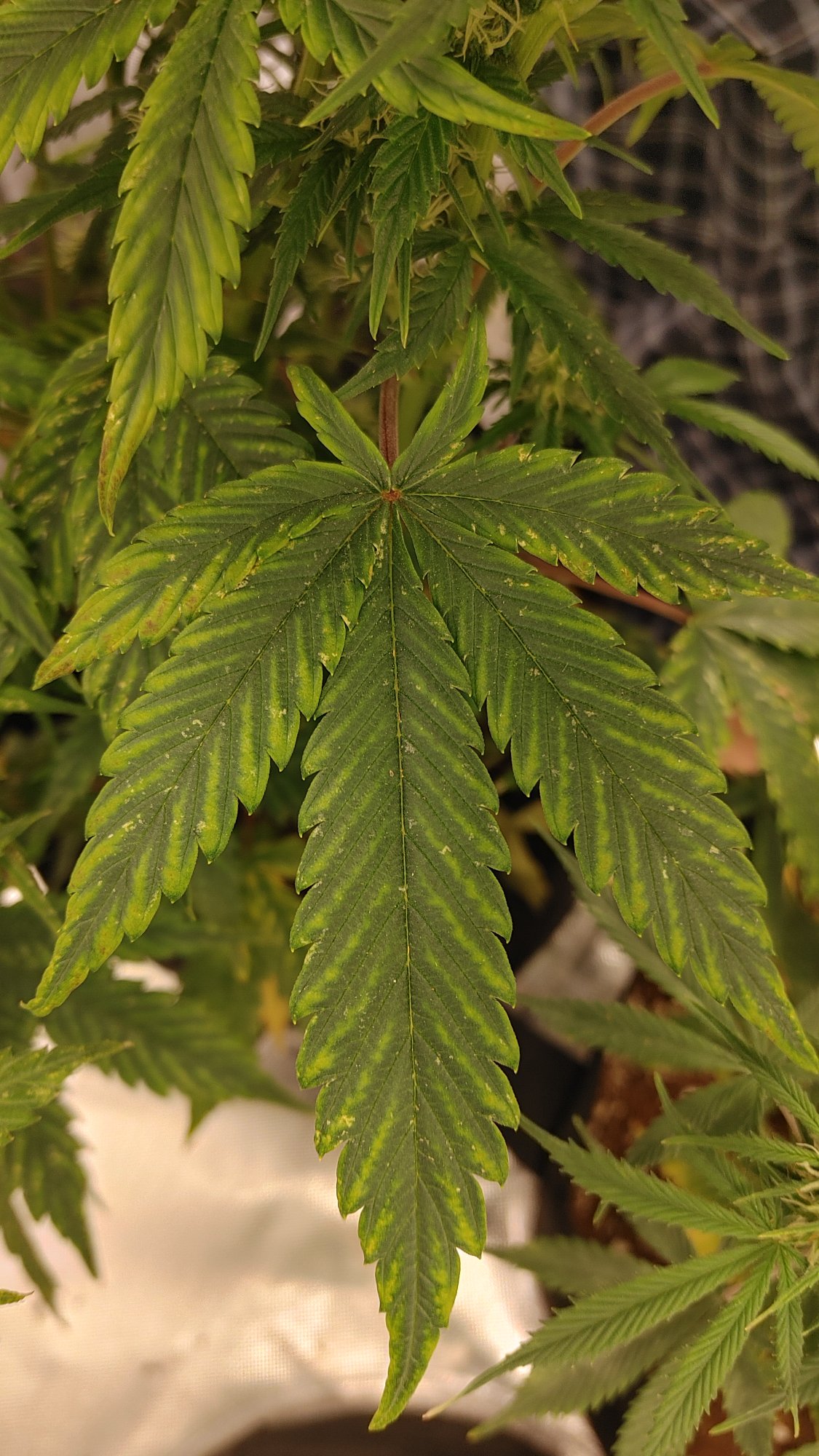 What deficiency causes this in my leaves