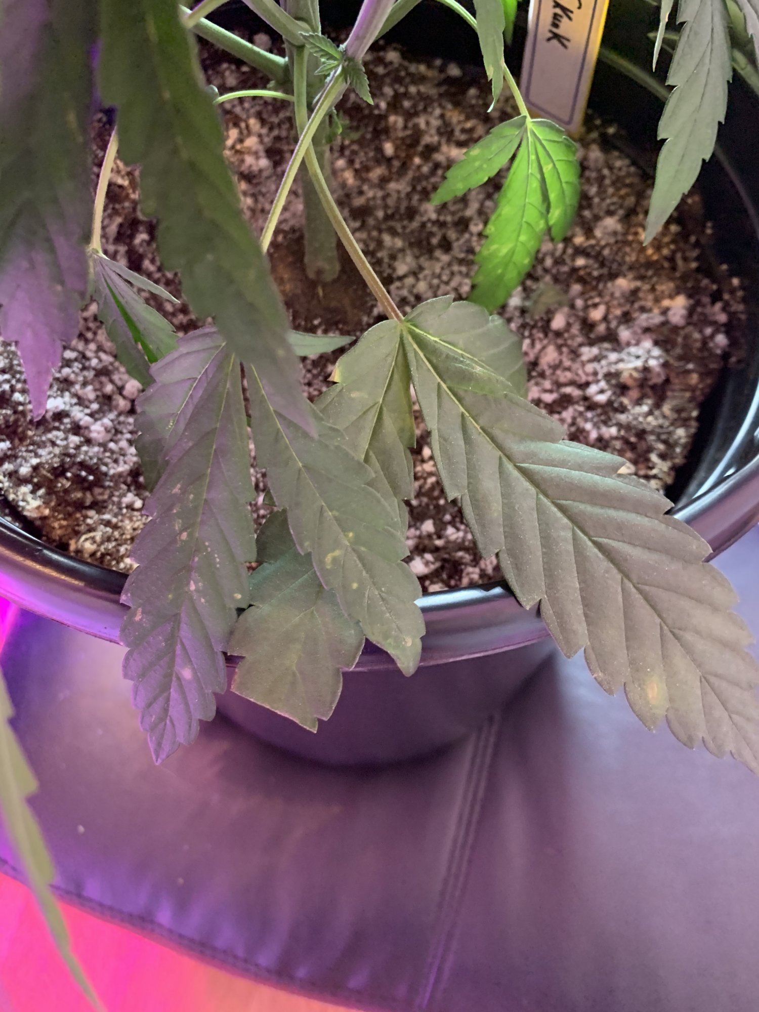 What deficiency could this be 3