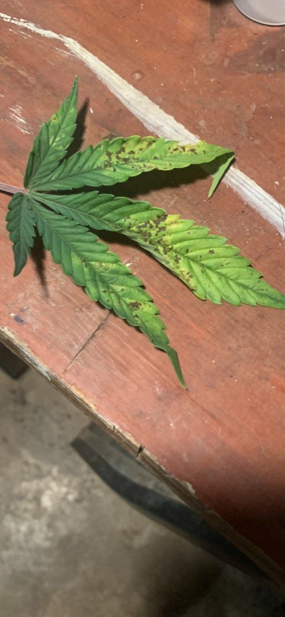 What deficiency do you see in this leaf