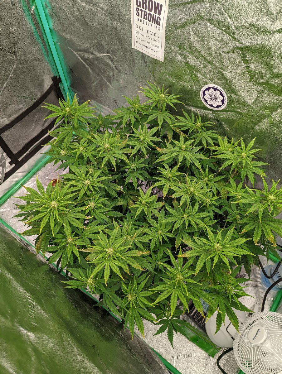What deficiency is this  cant figure out