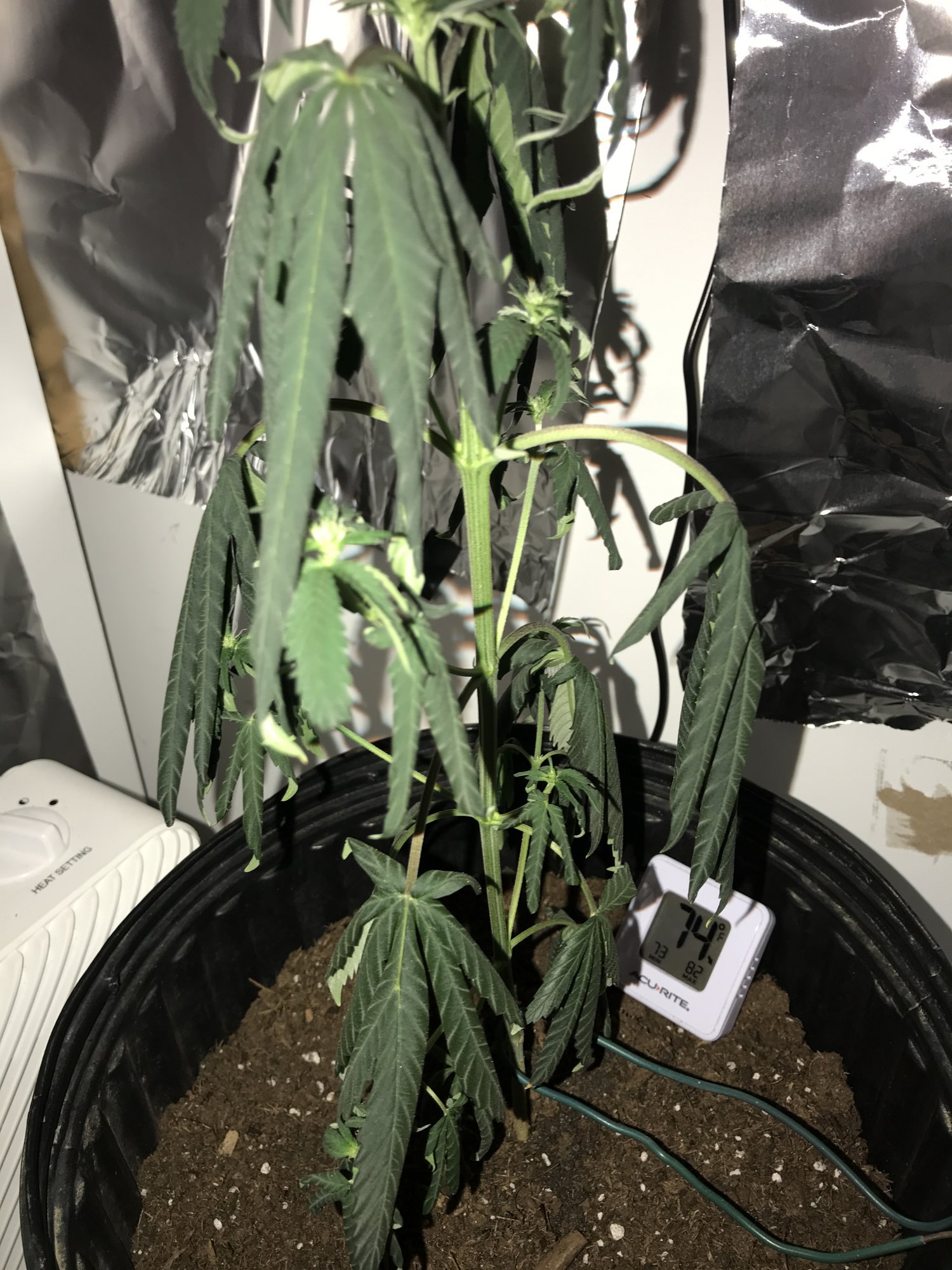 What do i do droopy leaves 2