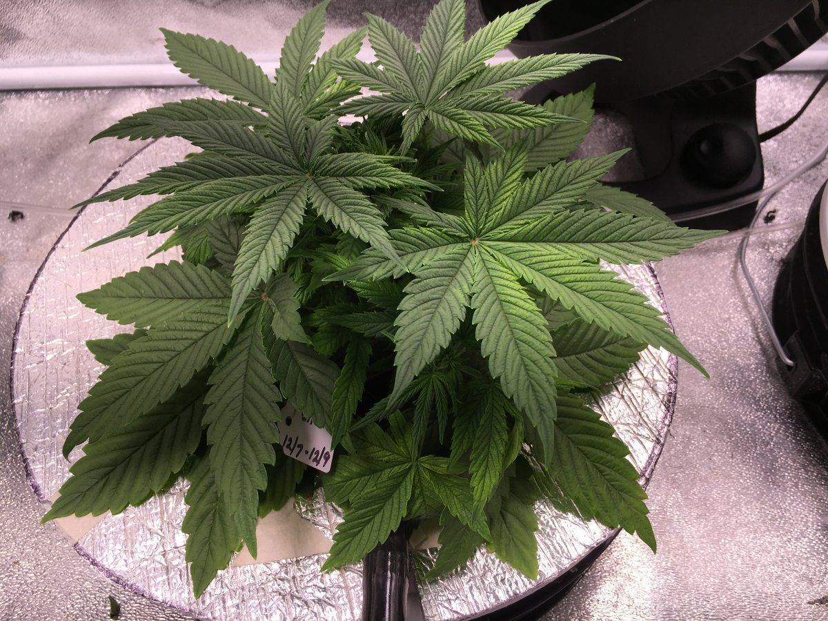 What do these pics show nutrient or light issue 2