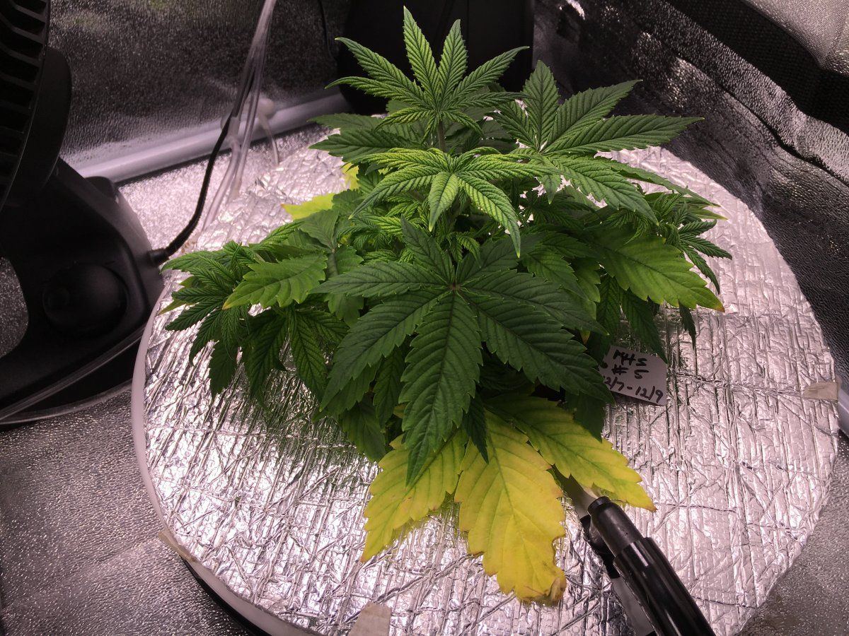 What do these pics show nutrient or light issue 3