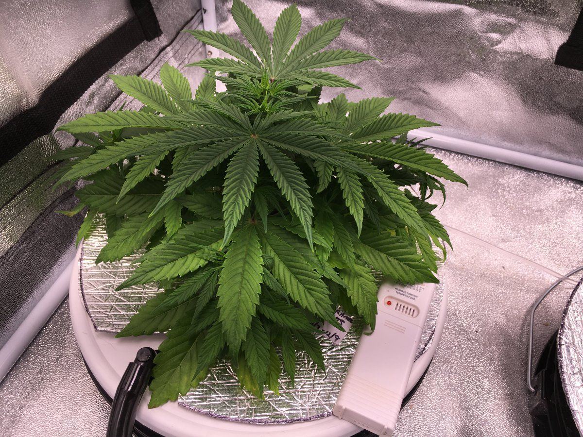 What do these pics show nutrient or light issue