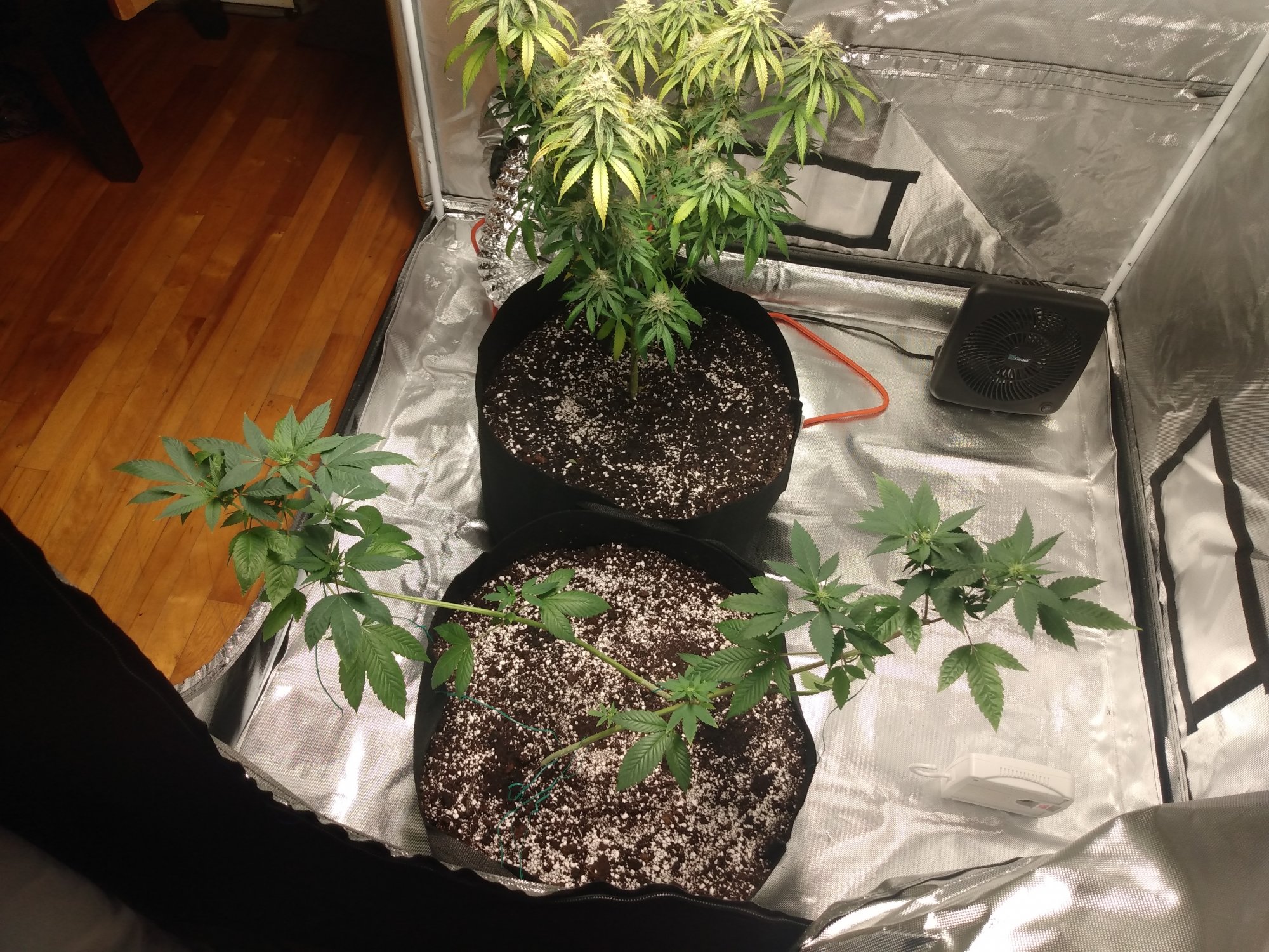 What do you all think of growing multiple plants of the same strain in the same pots 4