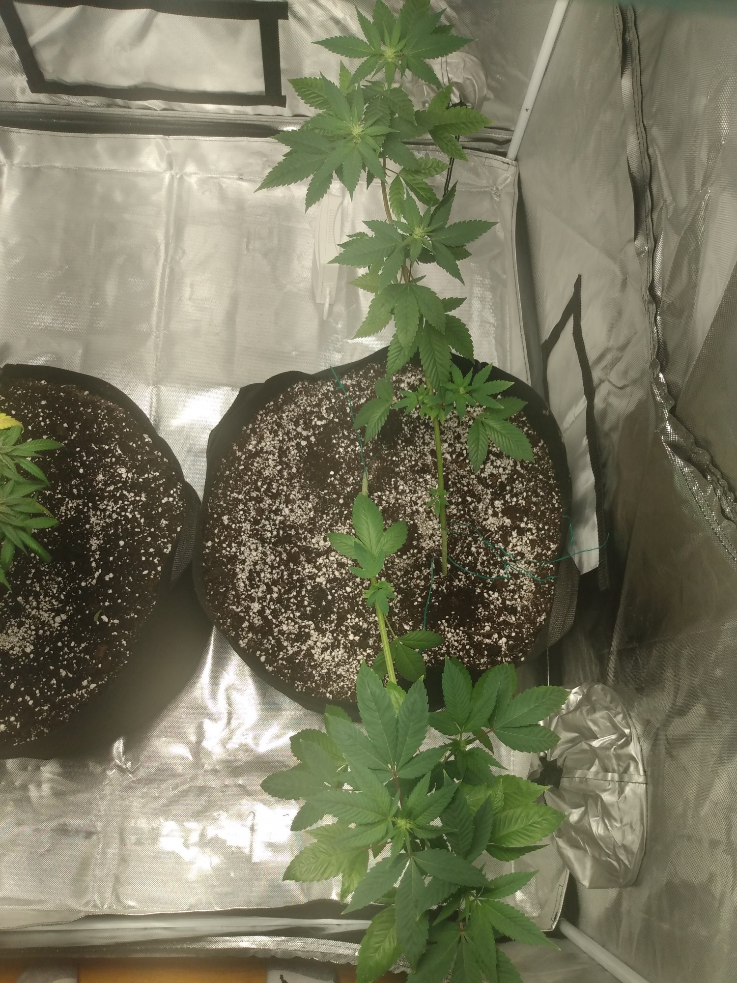 What do you all think of growing multiple plants of the same strain in the same pots