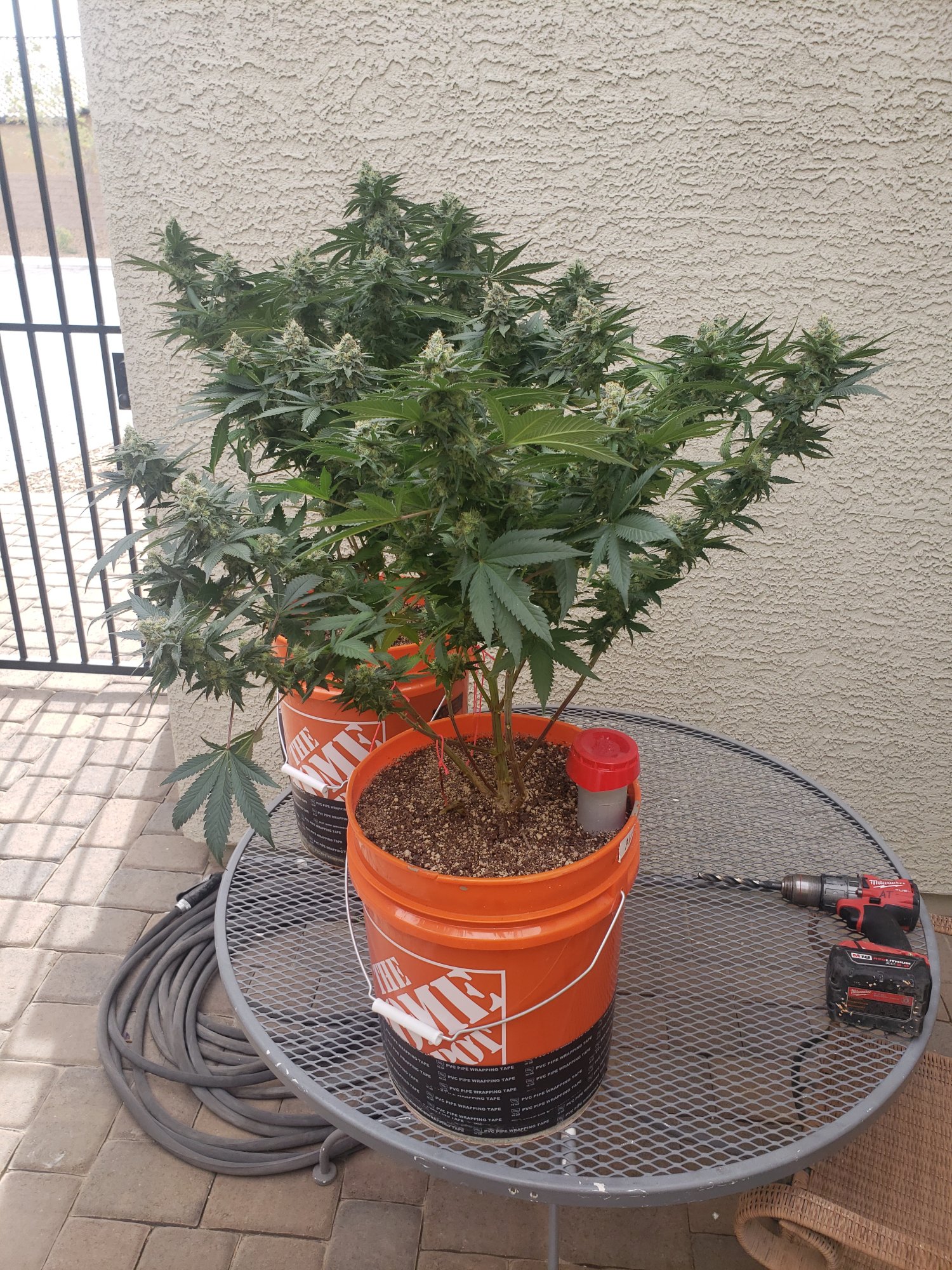 What do you think 1st grow in many years and second overall 4