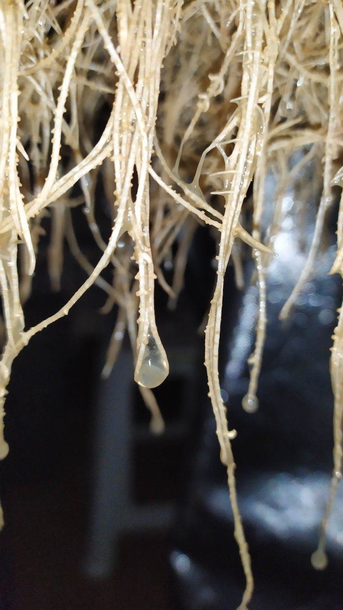 What do you think is this root rot 5