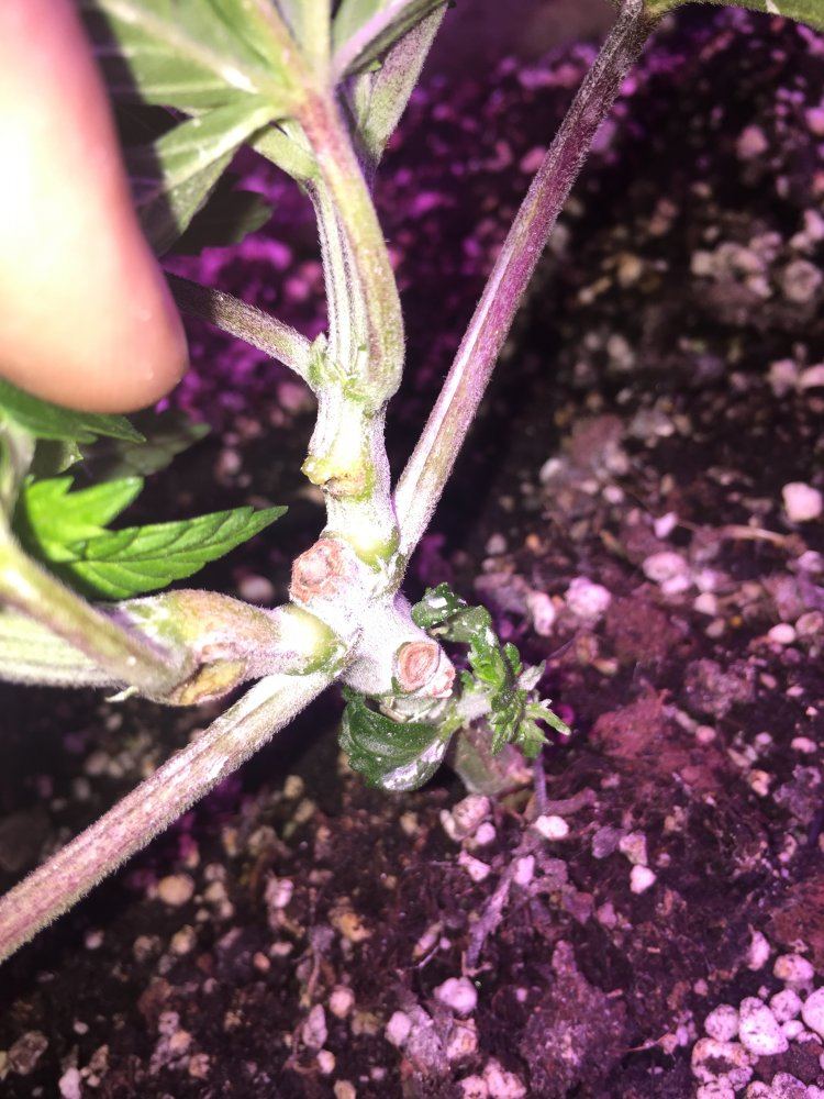 What do you think this is 3