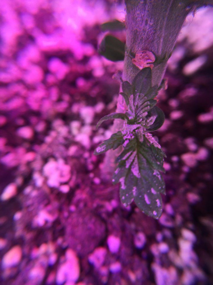 What do you think this is 5