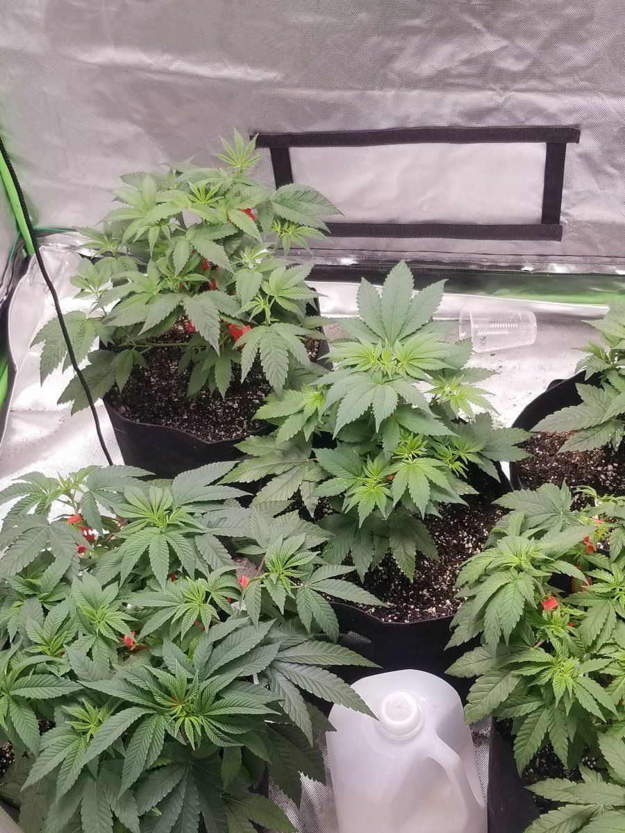 What else can trigger flowering besides changing the light cycle 3