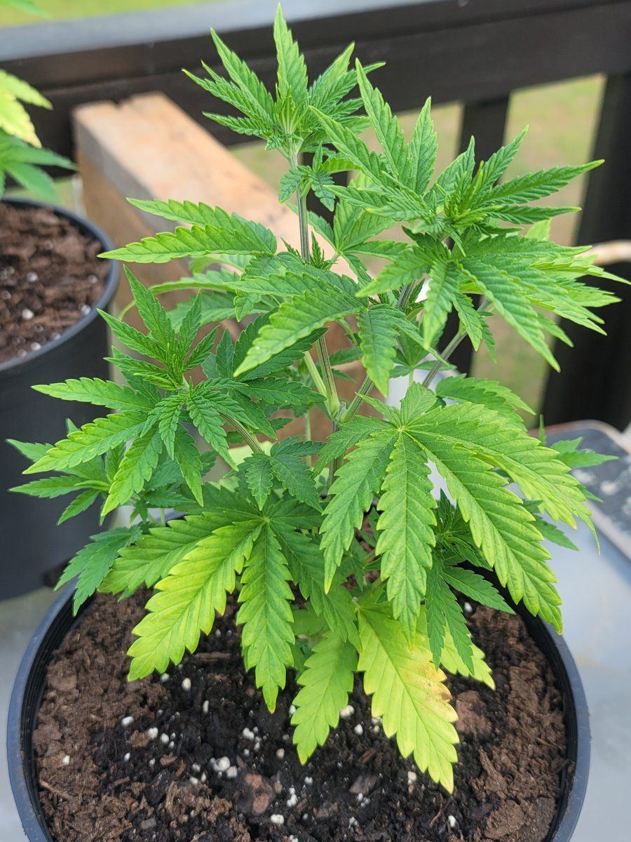 What going on with my plant 2