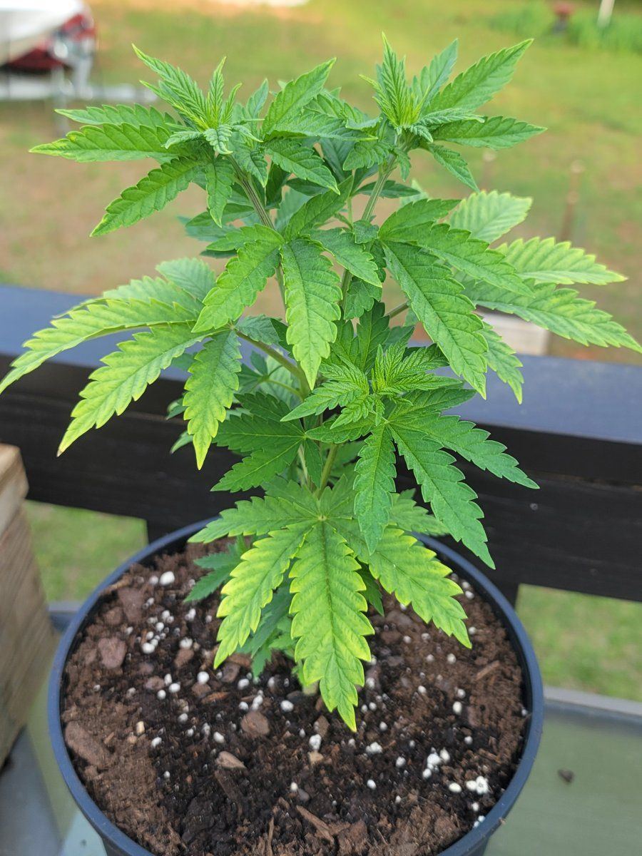 What going on with my plant 5