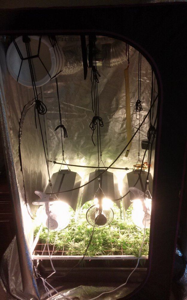 What grow method for highest yield in 3x3x6 tent