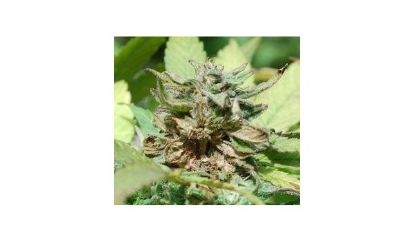 What is bud rot marijuana 2