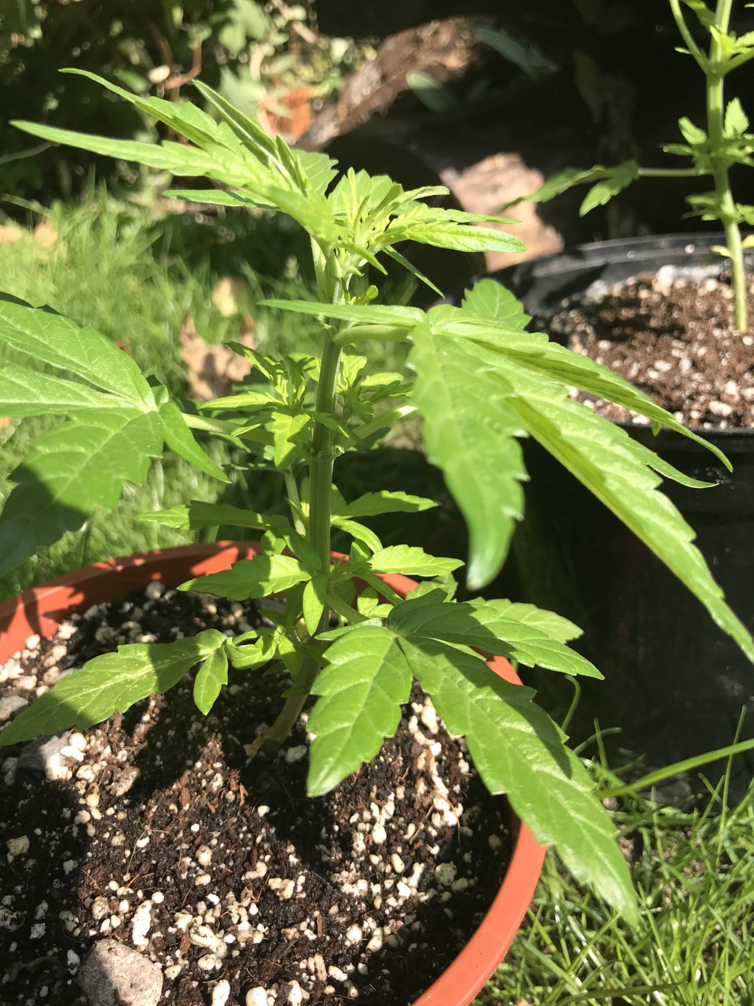 What is eating my plants  despite pesticide treatment 10