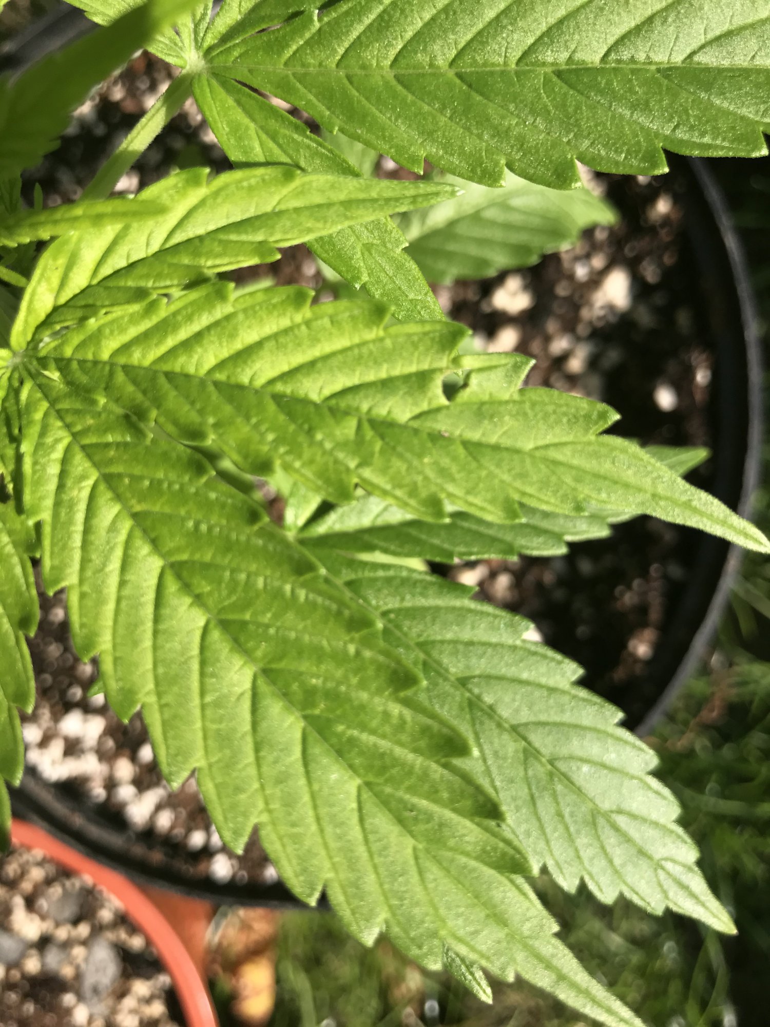 What is eating my plants  despite pesticide treatment 2
