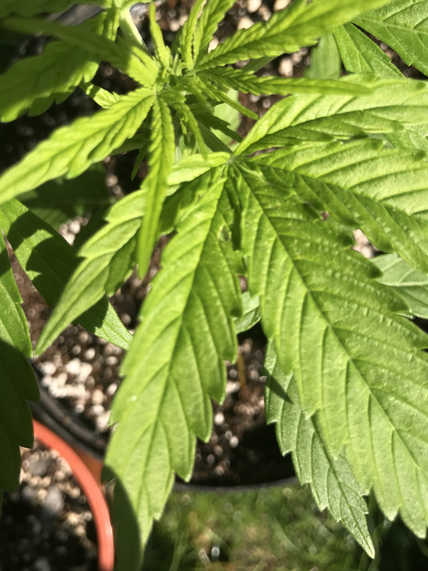What is eating my plants  despite pesticide treatment 3