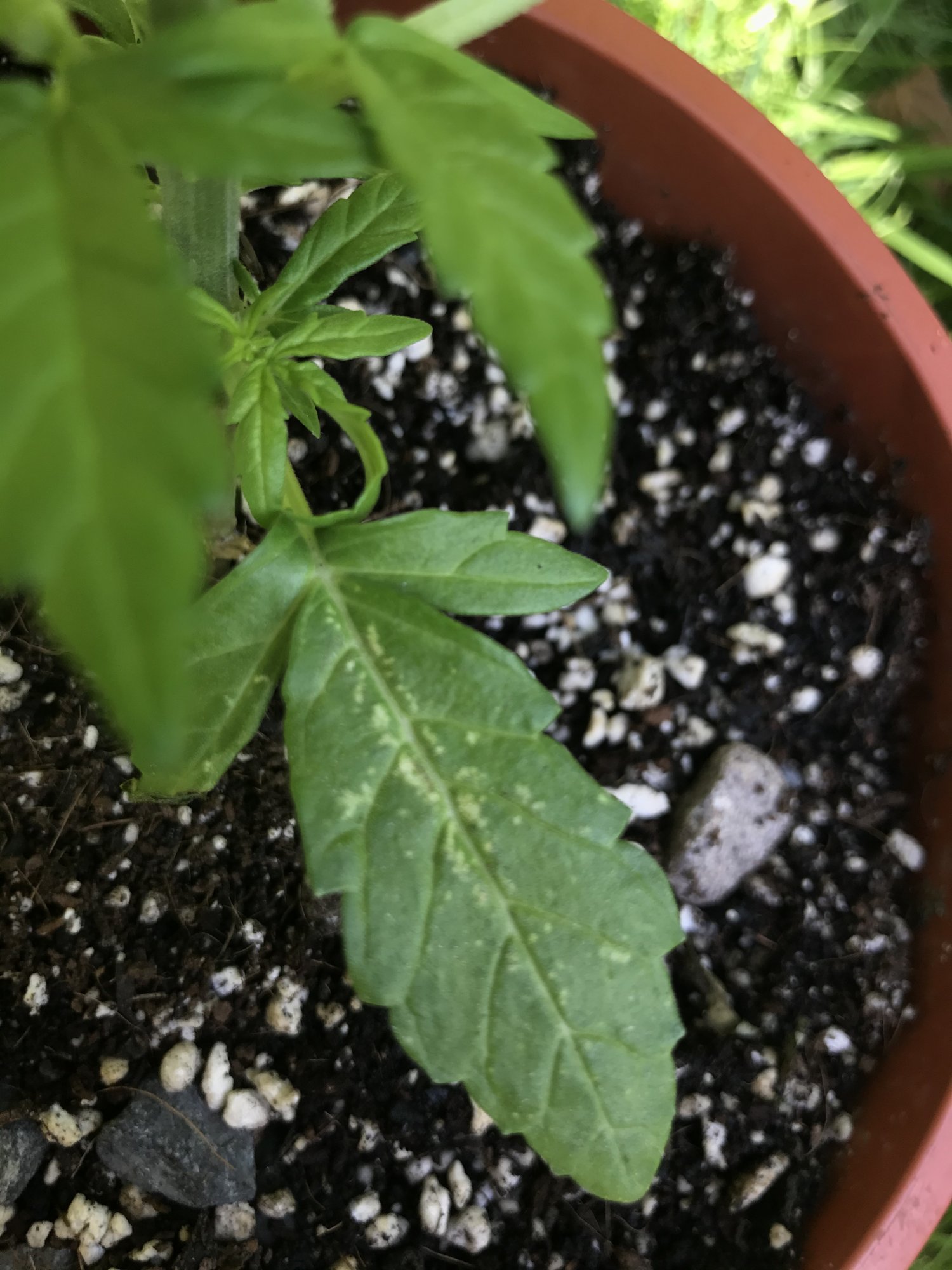 What is eating my plants  despite pesticide treatment 5