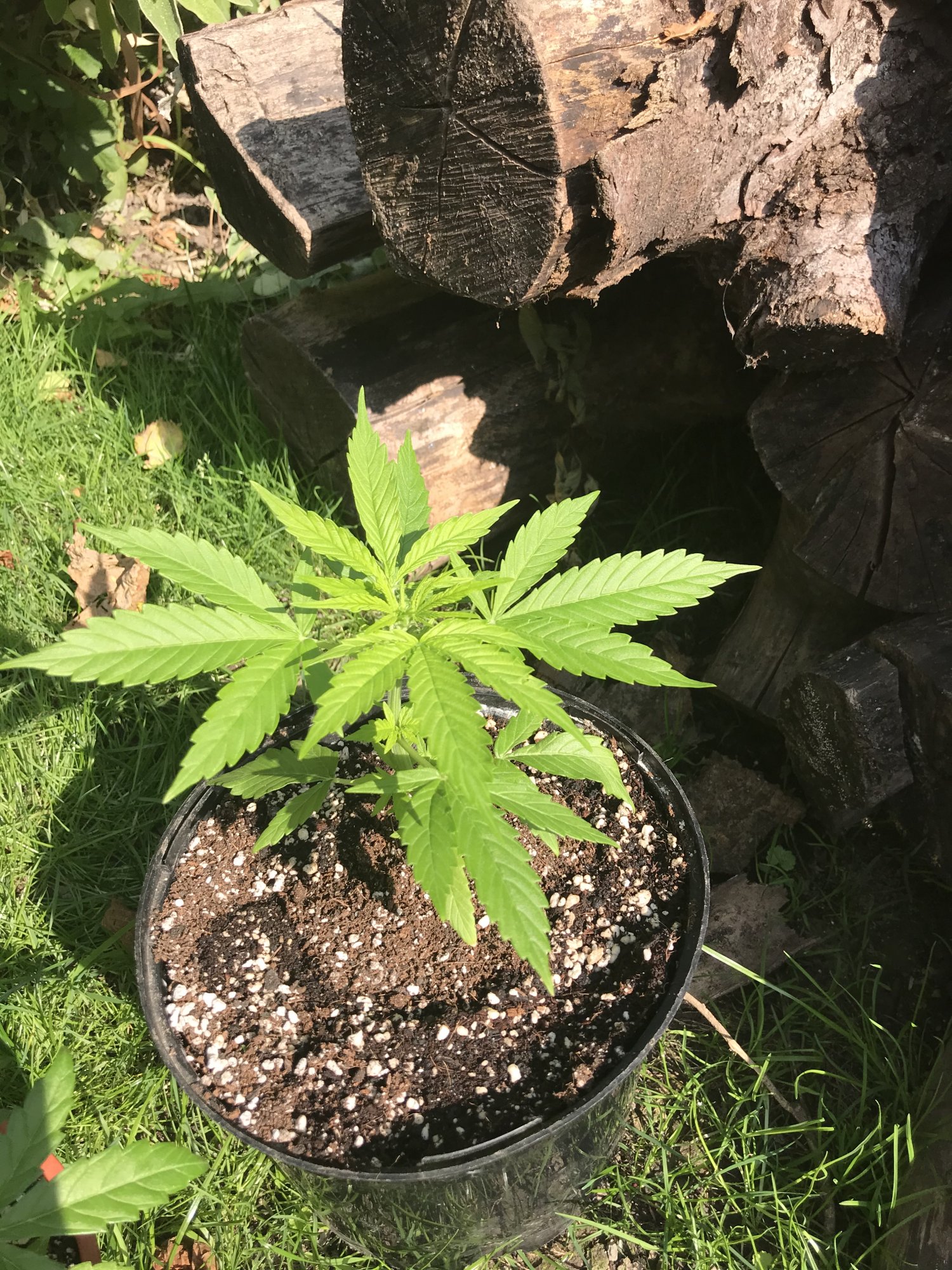 What is eating my plants  despite pesticide treatment 8