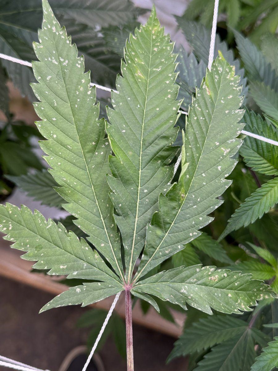 What is going on with my cannabis leaf 4