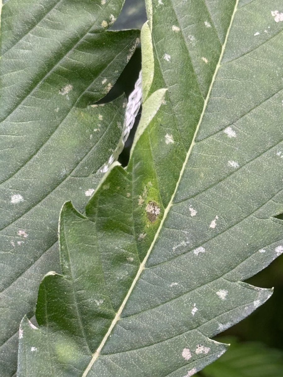What is going on with my cannabis leaf