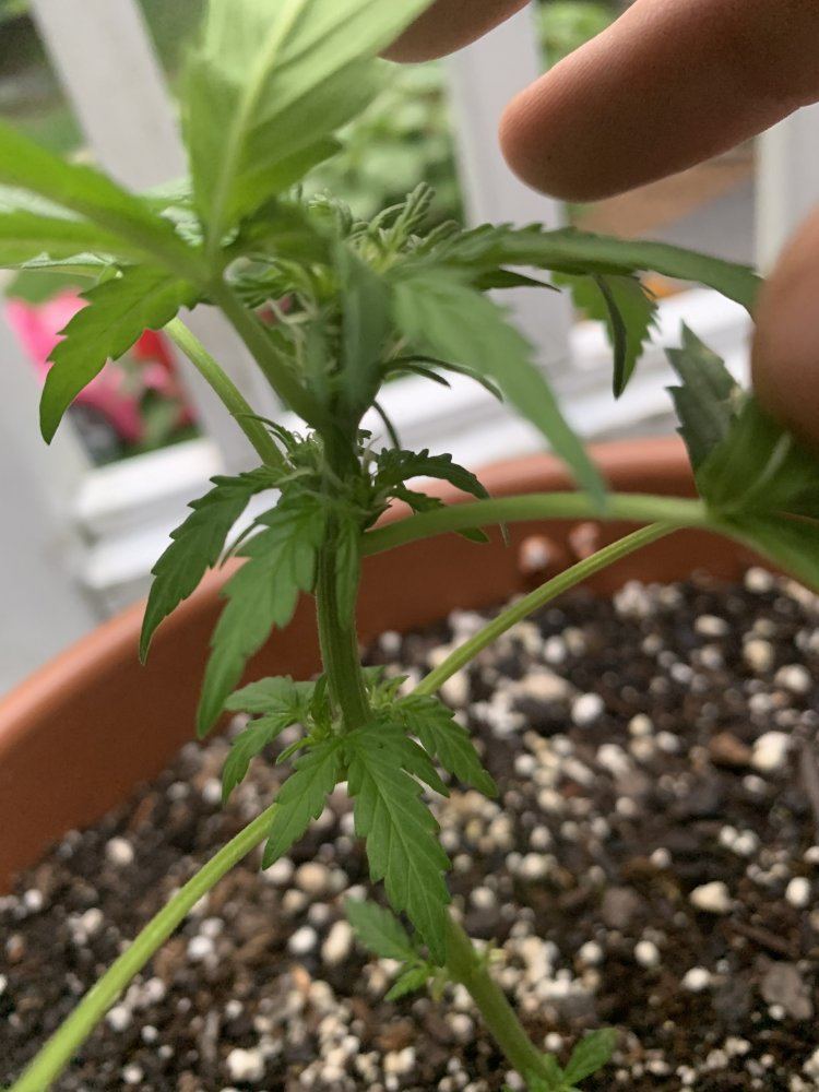 What is going on with my plant 10