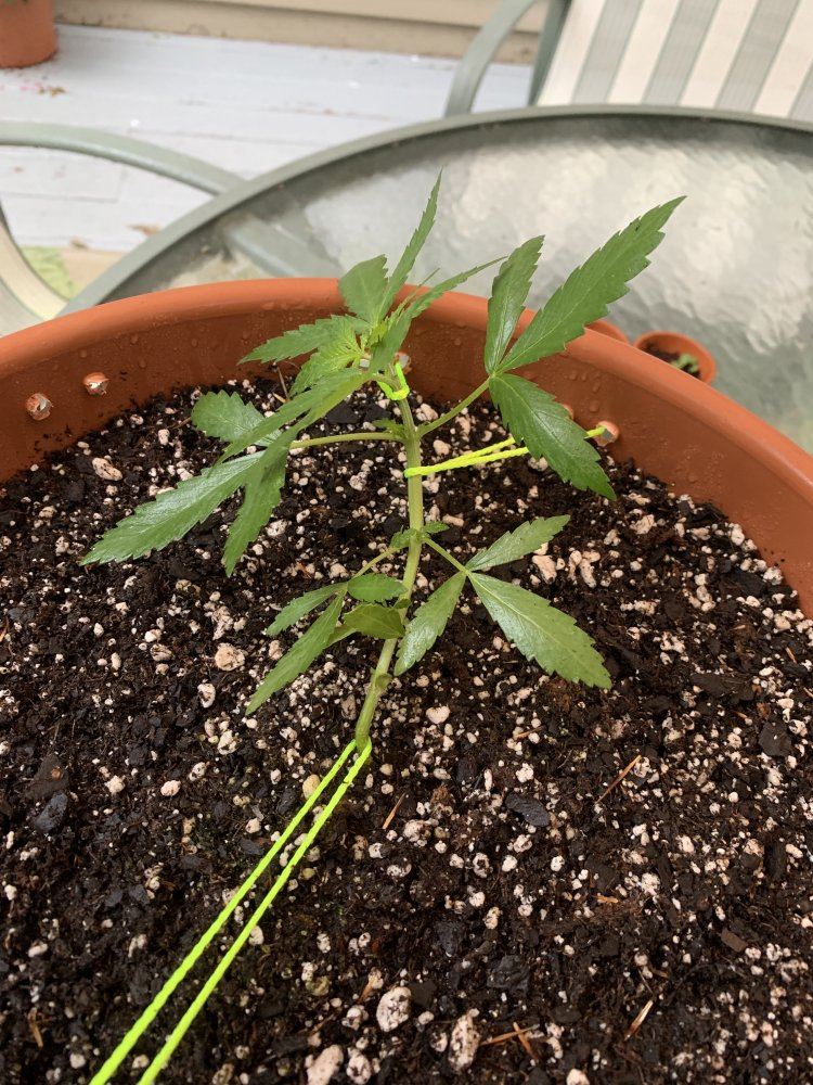 What is going on with my plant 2