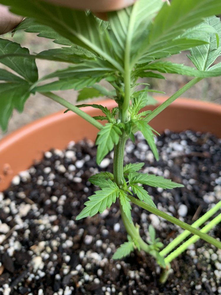 What is going on with my plant 4