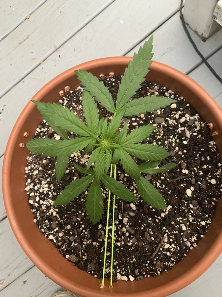 What is going on with my plant 5
