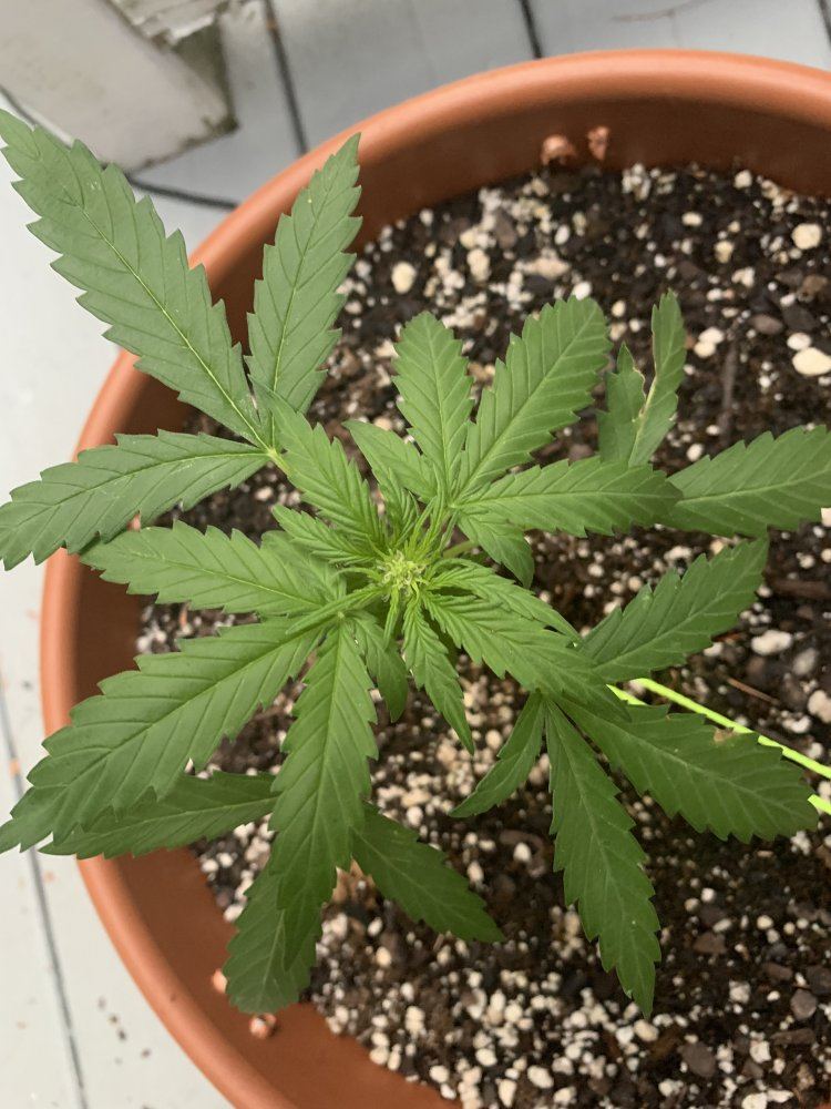 What is going on with my plant 9