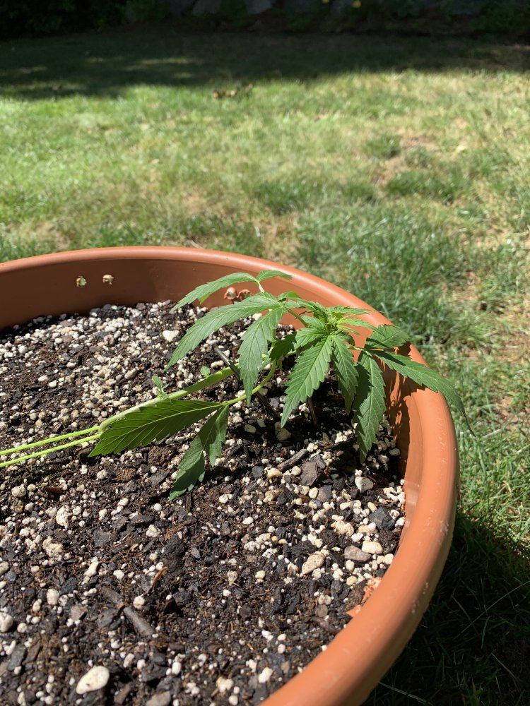 What is going on with my plant