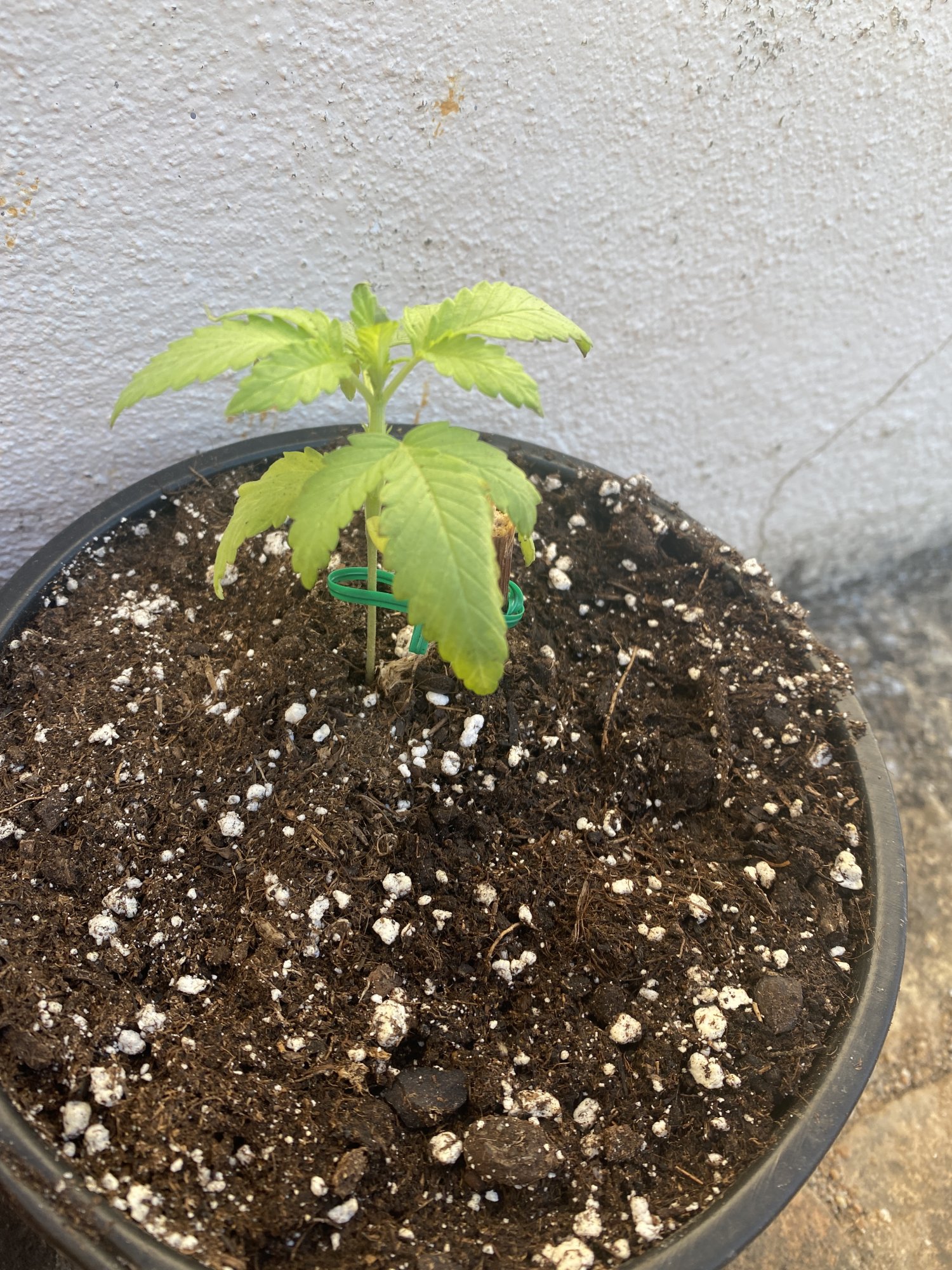 What is going wrong with my plants 2