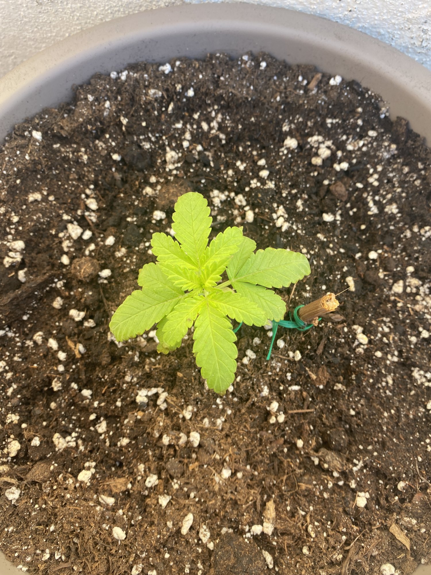What is going wrong with my plants 5