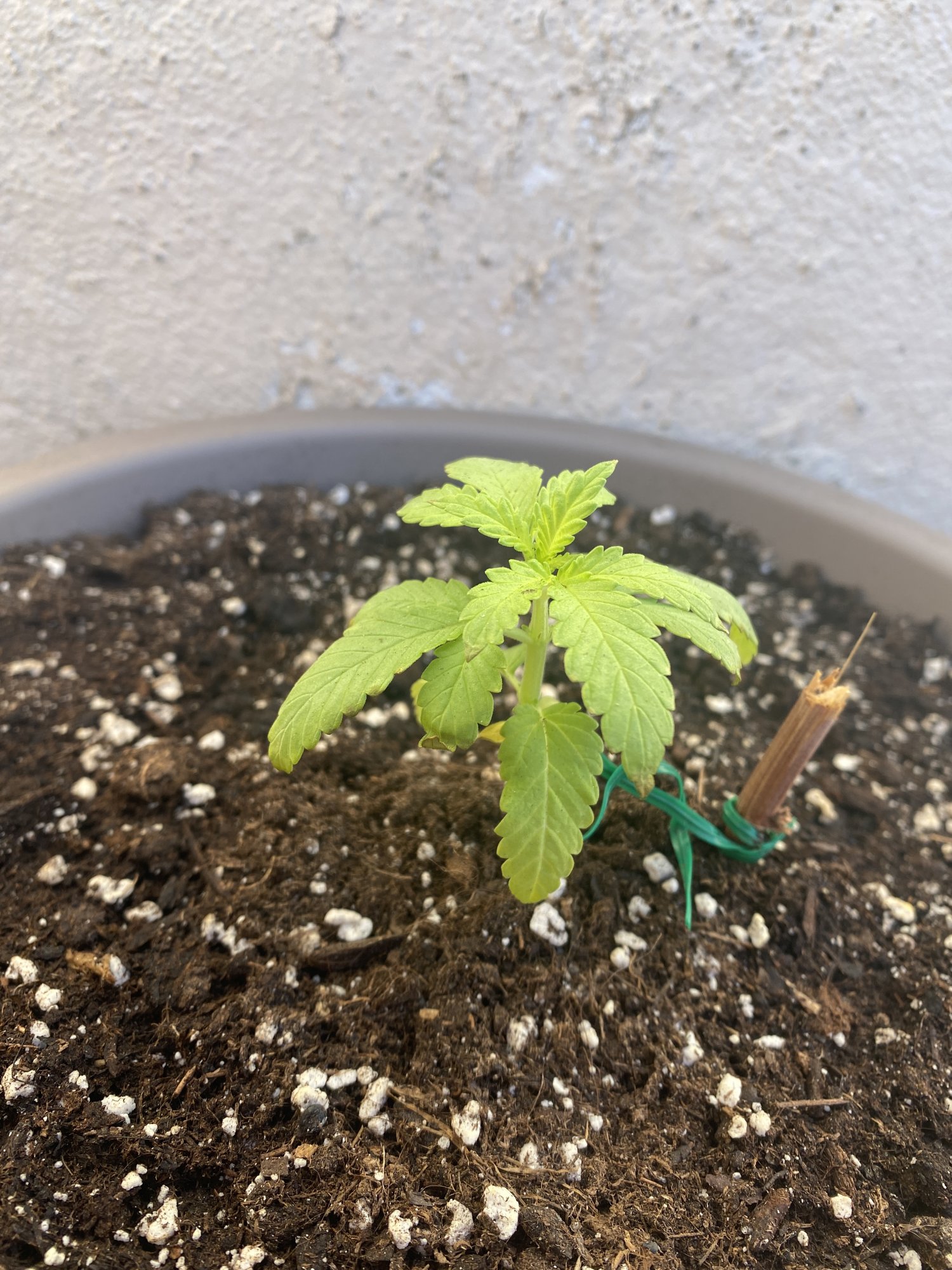 What is going wrong with my plants 6