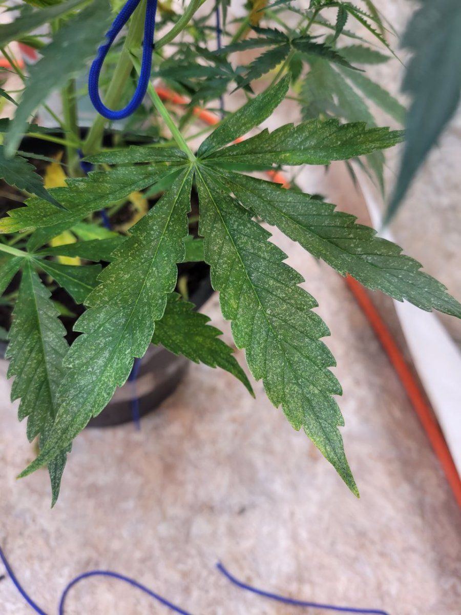 What is happening to leaves 3