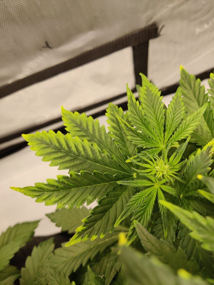 What is happening to my plants 2