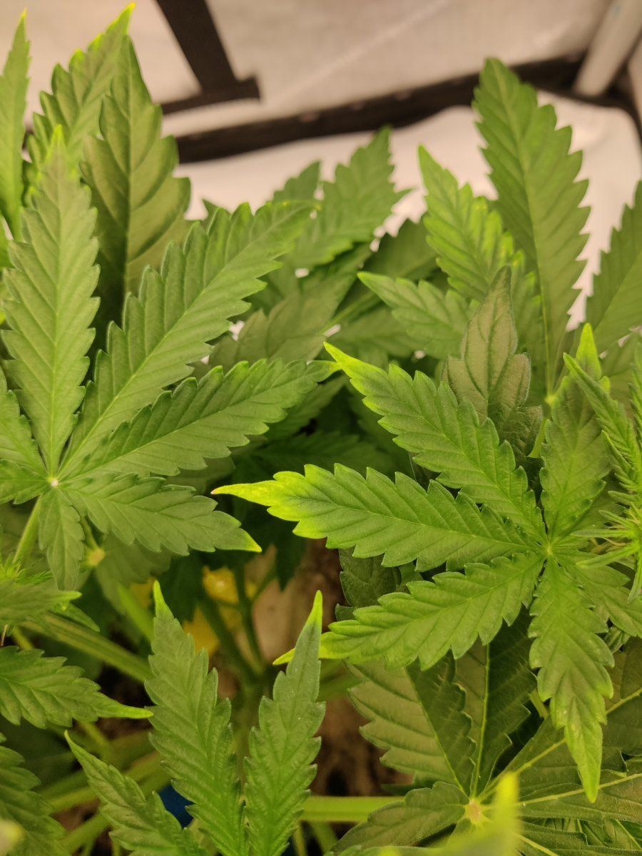 What is happening to my plants 3