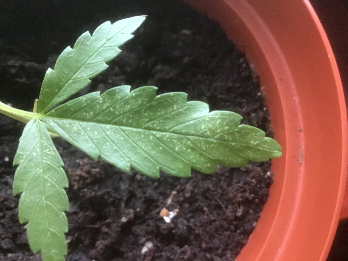 What is the cause of these tiny yellow spots on some of the leaves on my plant