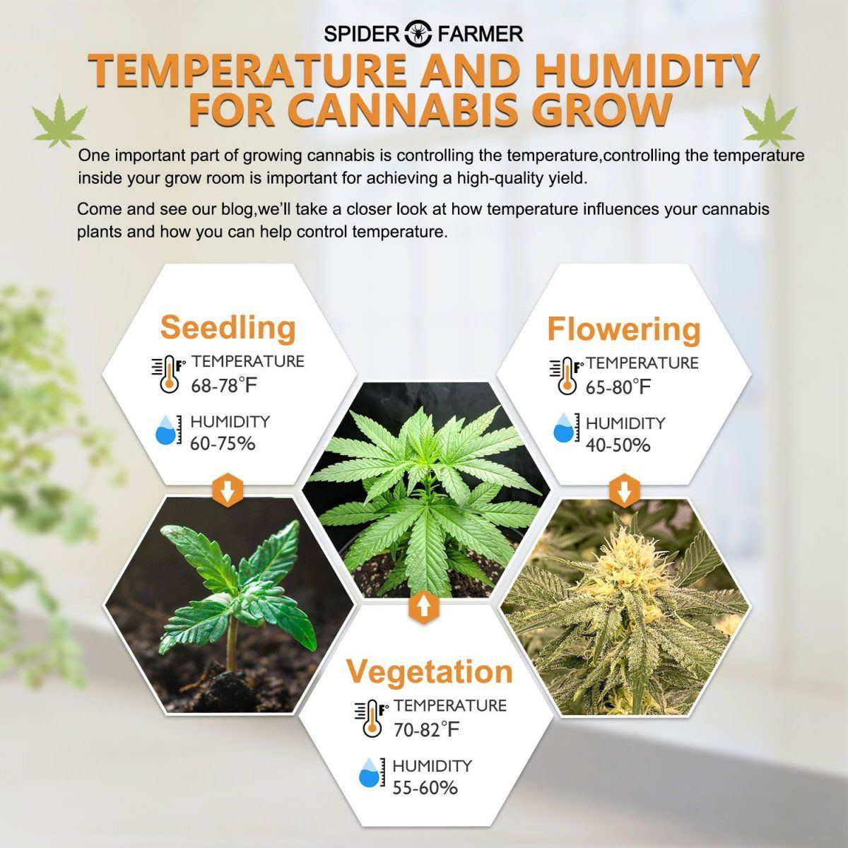 What is the ideal temperature to grow cannabis