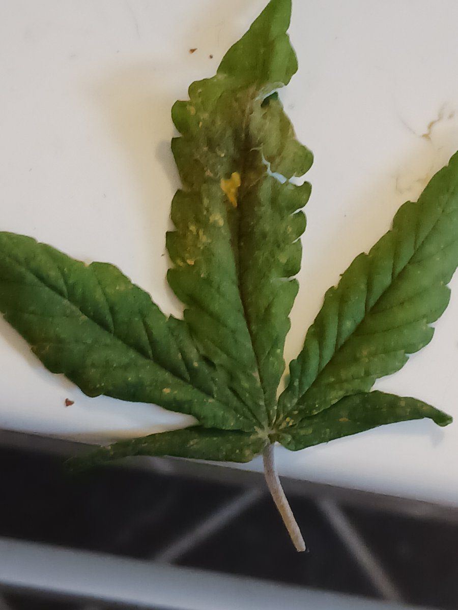 What is the spots on leaf 5