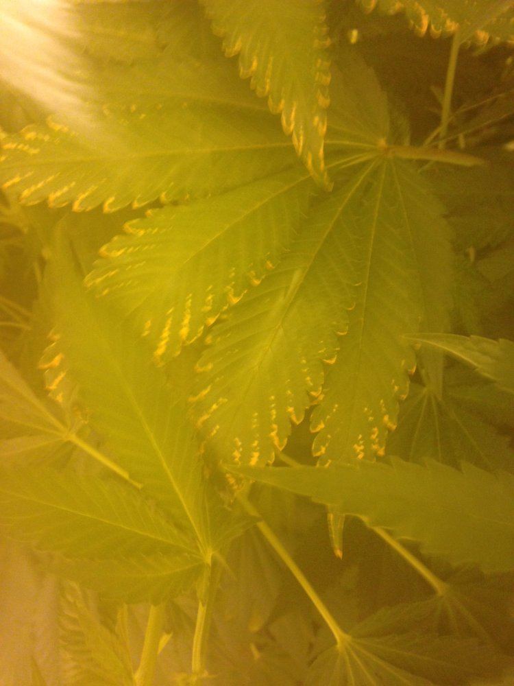 What is this deficiency