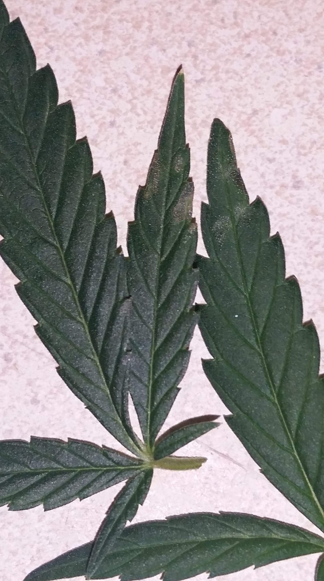 What is this deficiency toxicity or other 2