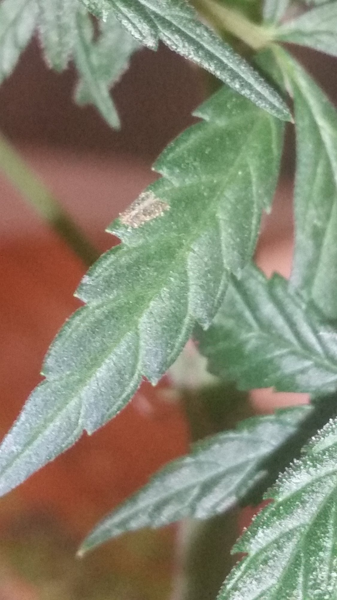What is this deficiency toxicity or other