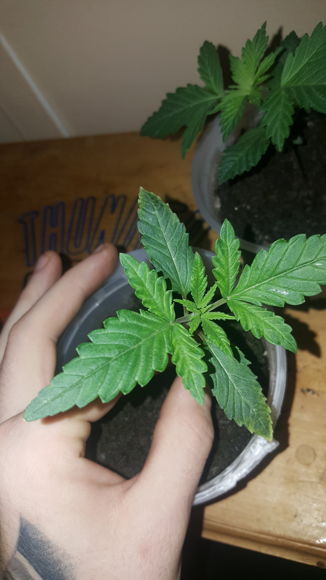 What is this first time grower 2