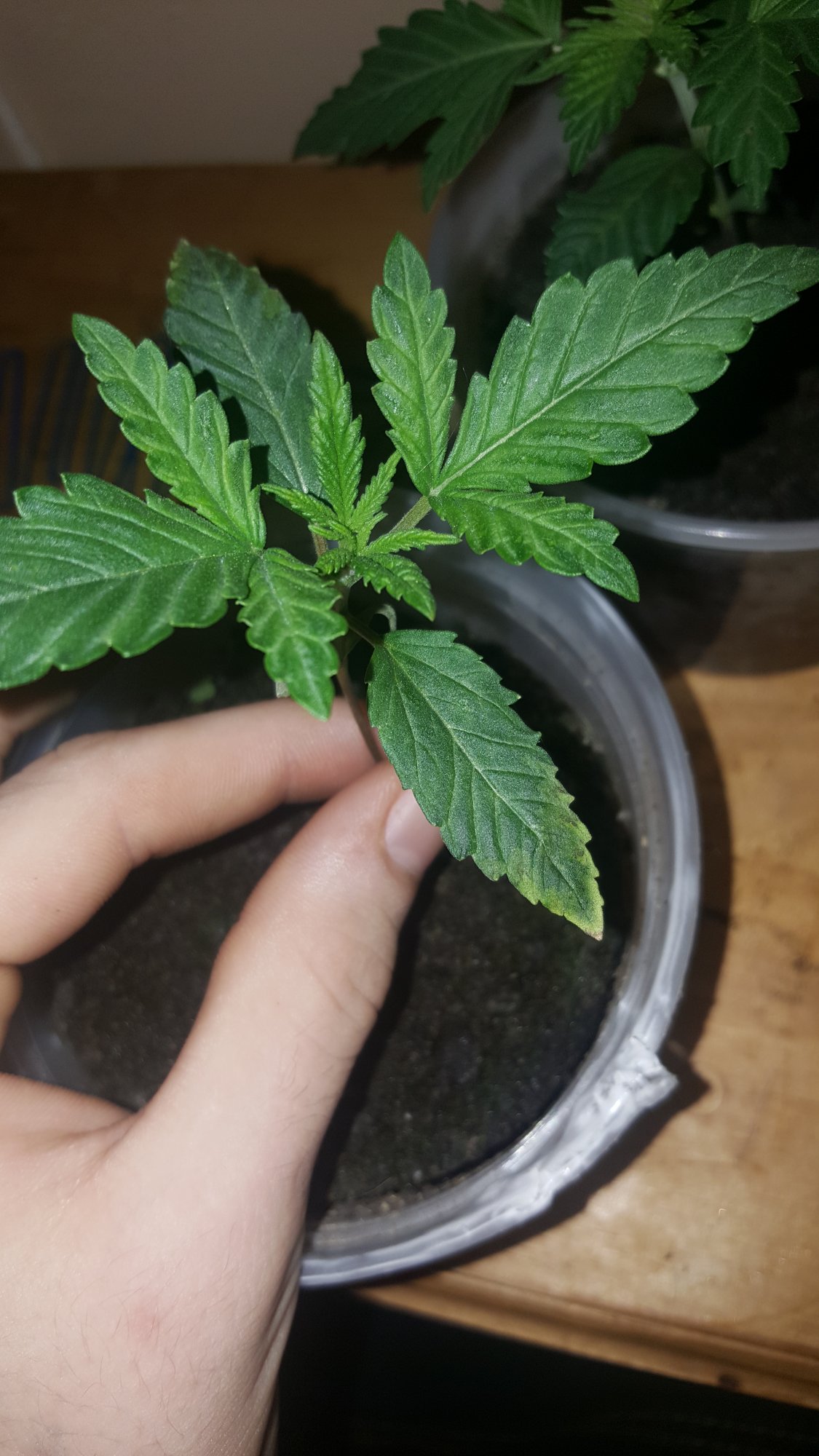 What is this first time grower