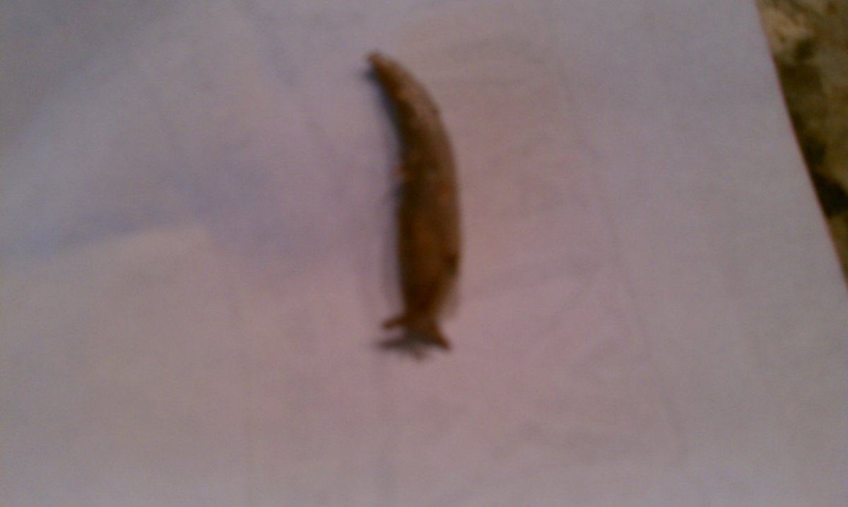 What is this leech looking thing
