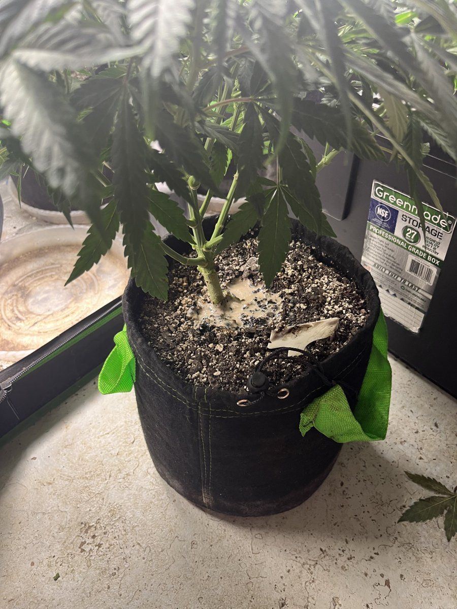 audrey ficus benghalensis Audrey Ficus Standard Tree | Elegant Houseplant