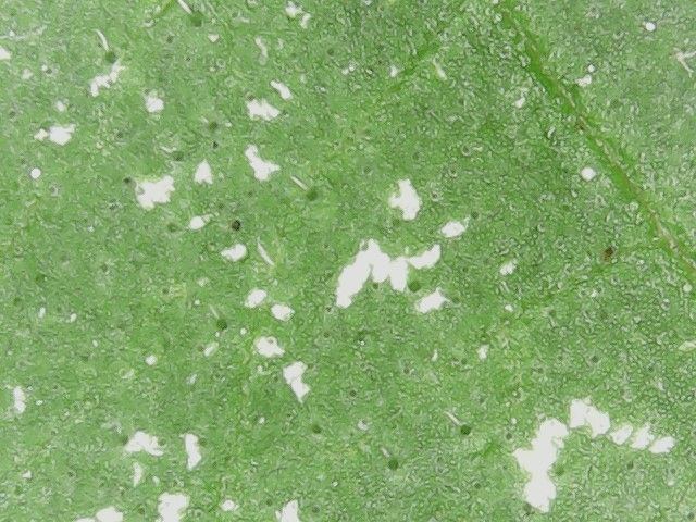 What is this spider mites 3