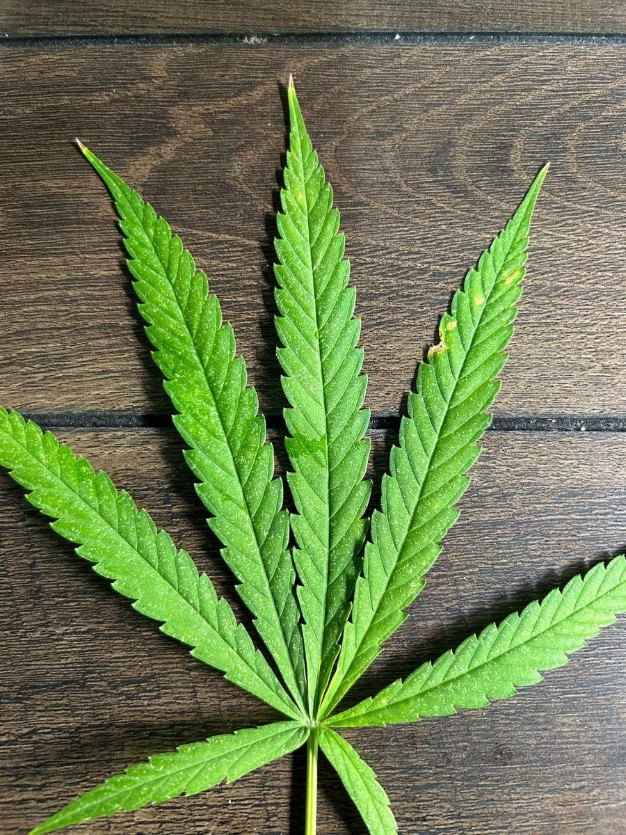 What is this spider mites 4